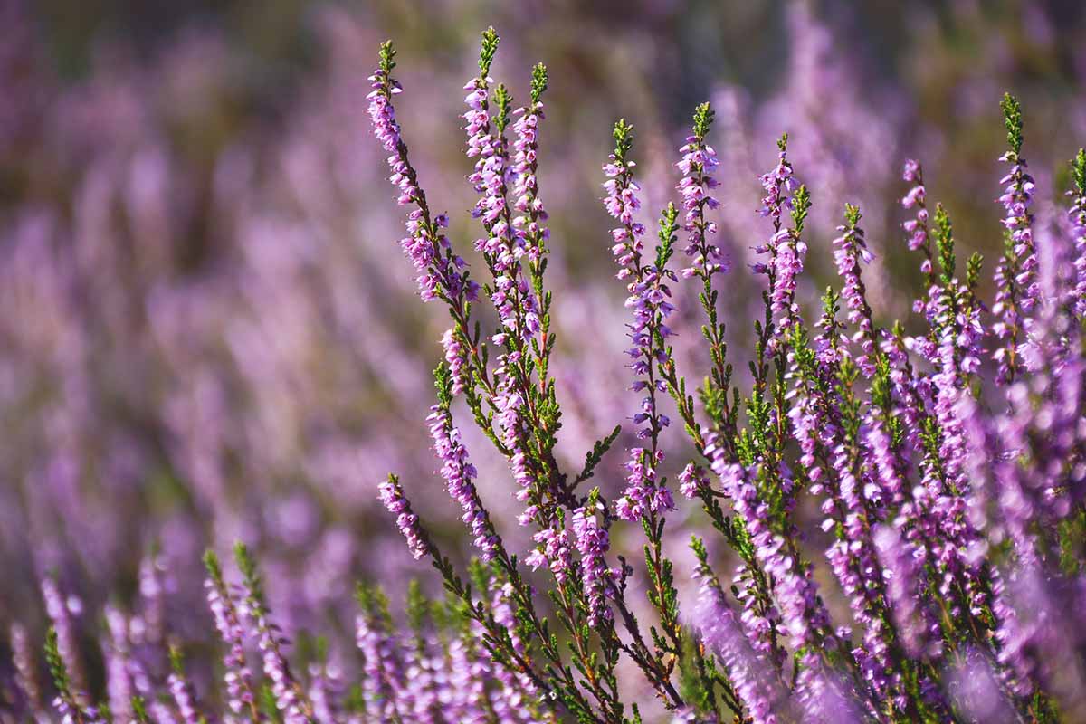 A close up horizontal image of the light purple flowers of common heather growing in the garden pictured in light sunshine.