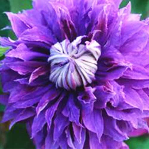 A close up square image of purple double flowered 'Regal Diamantina' clematis pictured on a soft focus background.