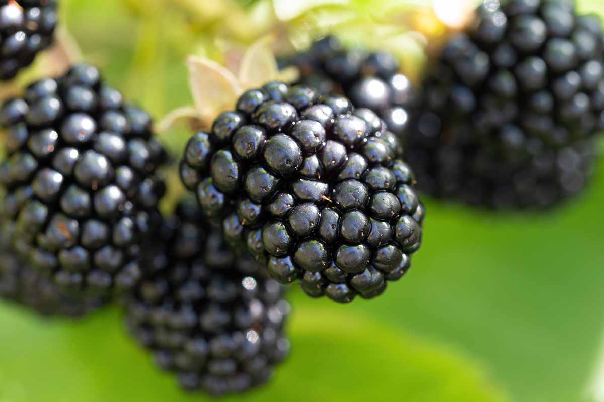 A close up horizontal image of ripe blackberries ready for picking pictured on a soft focus background.