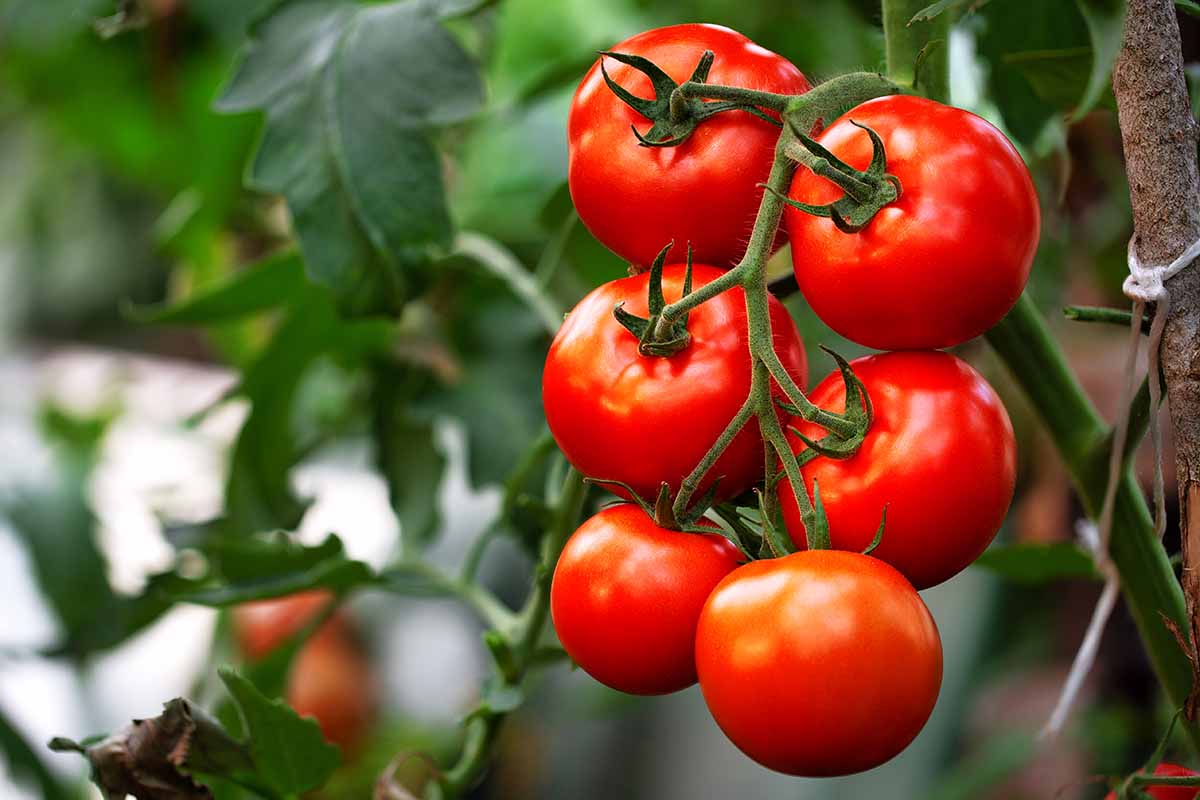 A close up horizontal image of red ripe tomatoes growing on the vine pictured on a soft focus background.