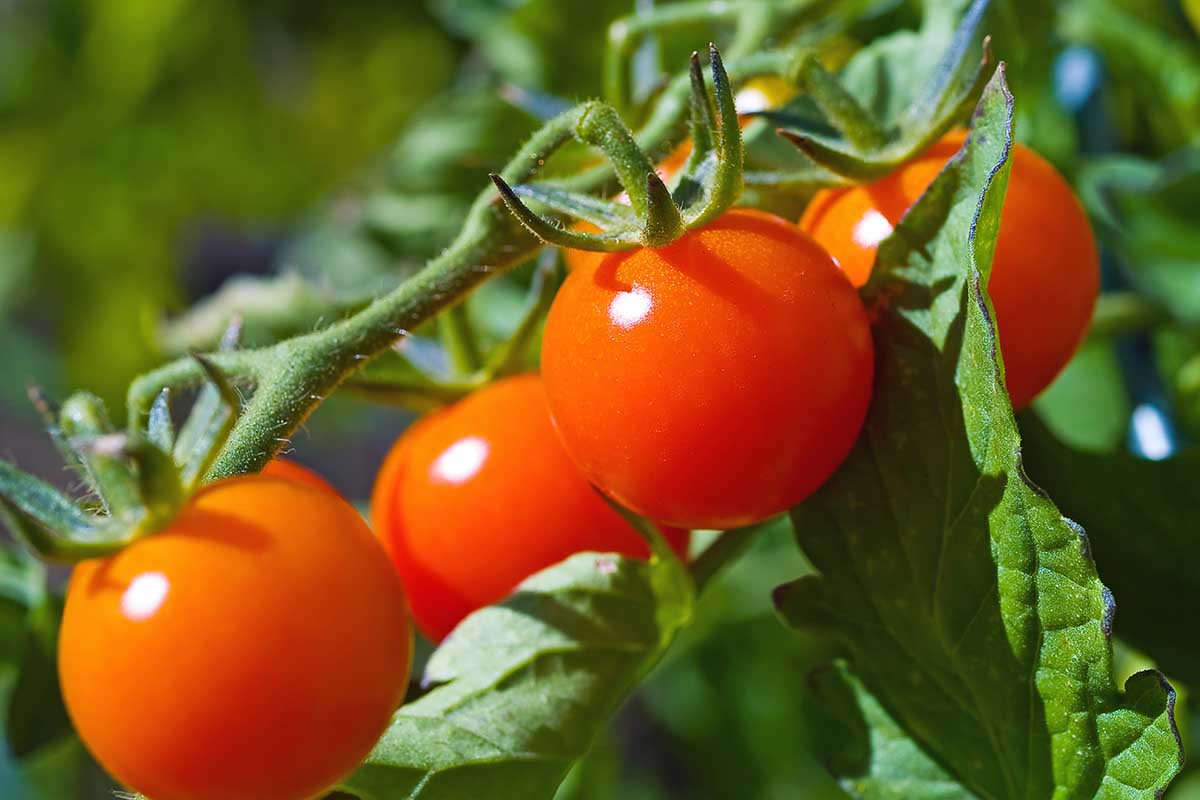 A close up horizontal image of ripe red tomatoes pictured on the vine in bright sunshine on a soft focus background.