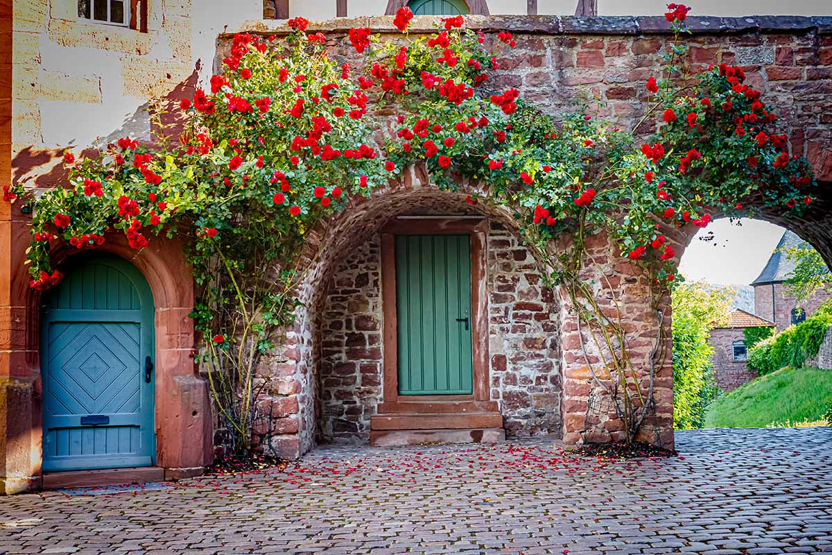 A horizontal image of red roses growing on a brick building around an arched doorway.