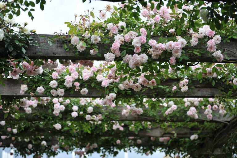 How to Grow and Maintain Beautiful Climbing Roses