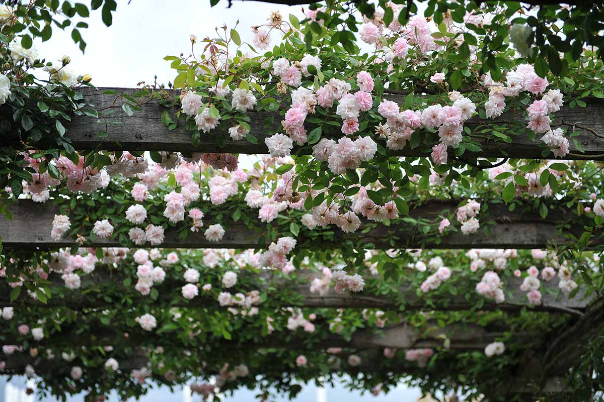 A close up horizontal image of pink roses growing on a wooden arbor in the garden.
