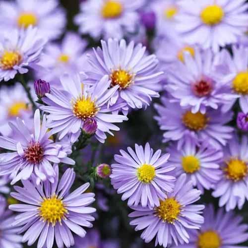 A close up square image of purple Symphyotrichum dumosum 'Sapphire' flowers pictured on a soft focus background.