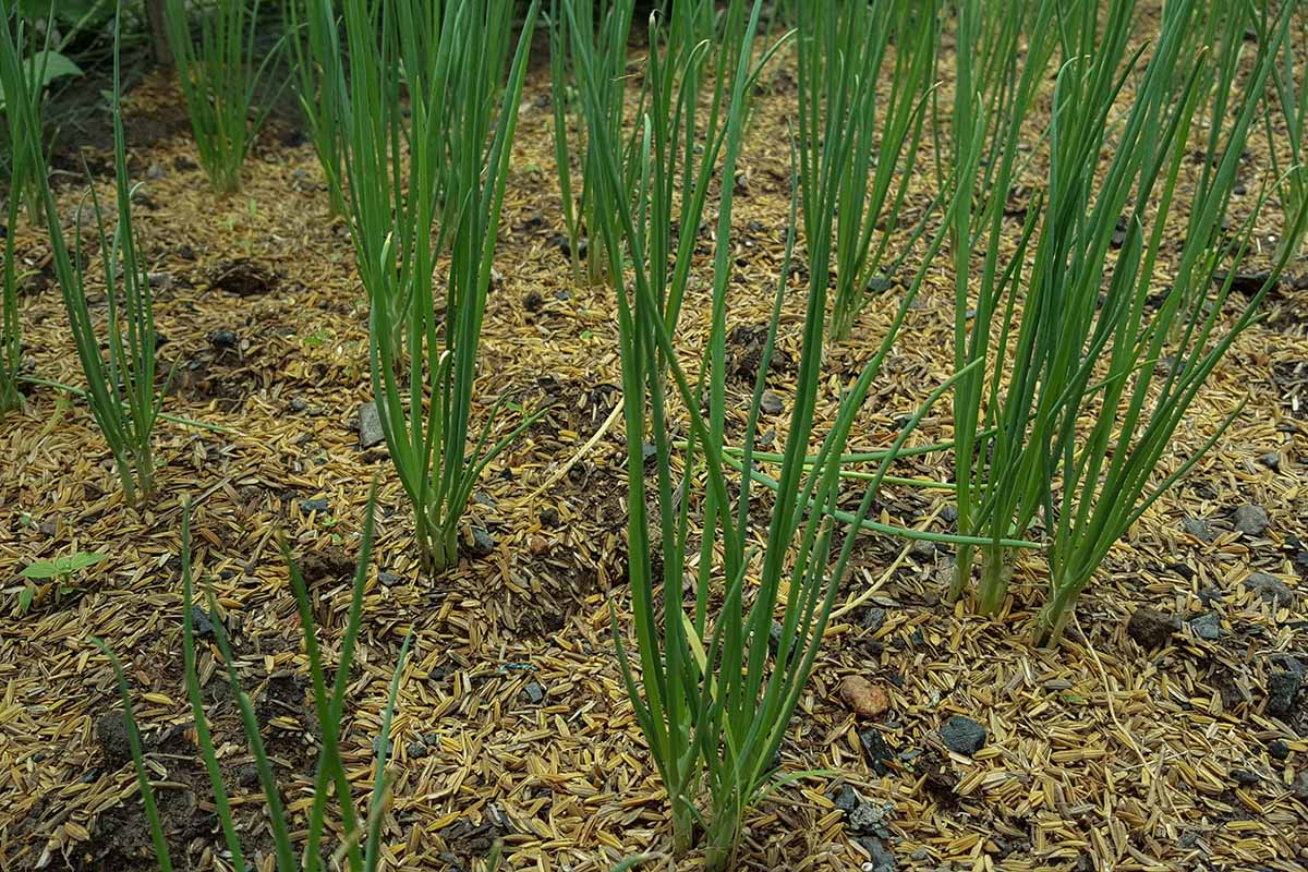 A close up horizontal image of scallions growing in the garden surrounded by mulch.