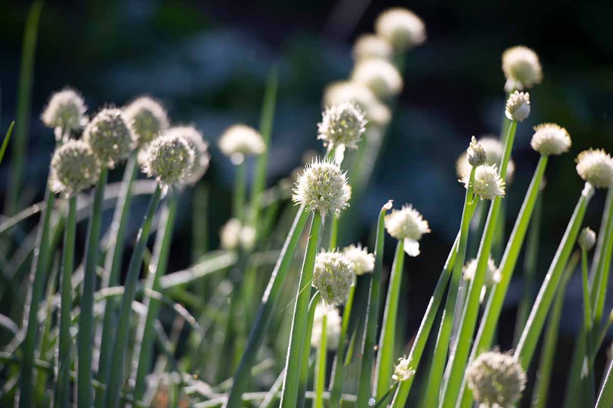 A close up horizontal image of scallions flowering in the summer garden pictured on a soft focus background.