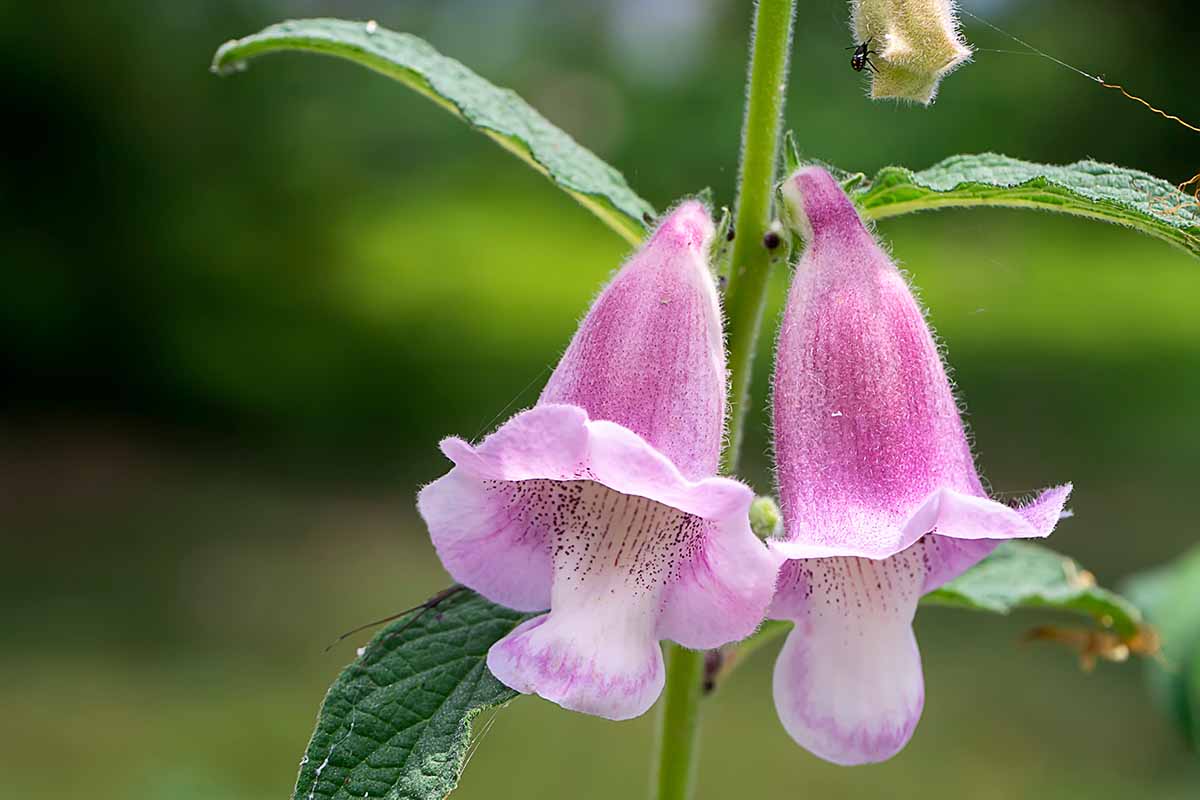 A close up horizontal image of the foxglove-like flowers of a sesame plant pictured on a soft focus background.