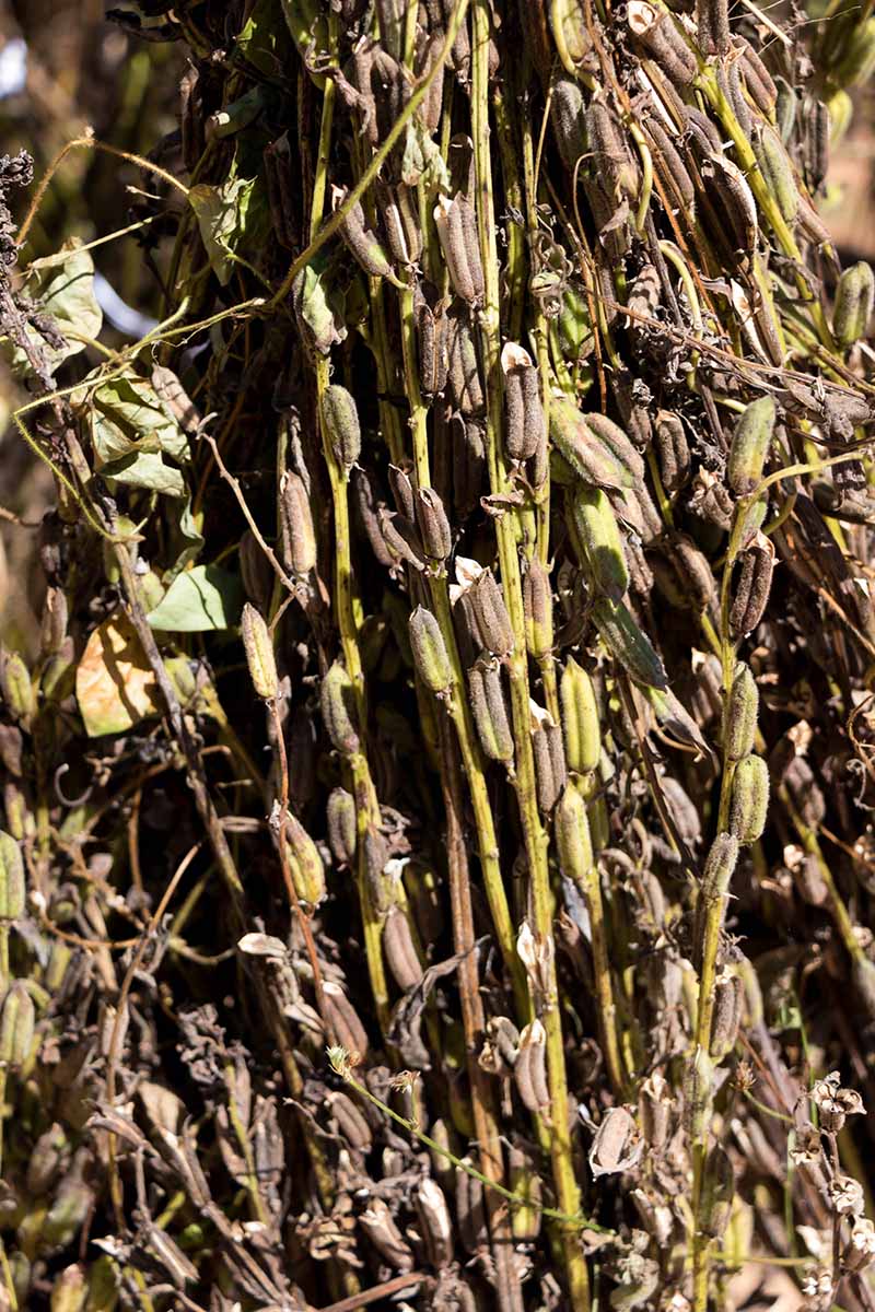 A close up vertical image of sesame seed pods drying in the sun.
