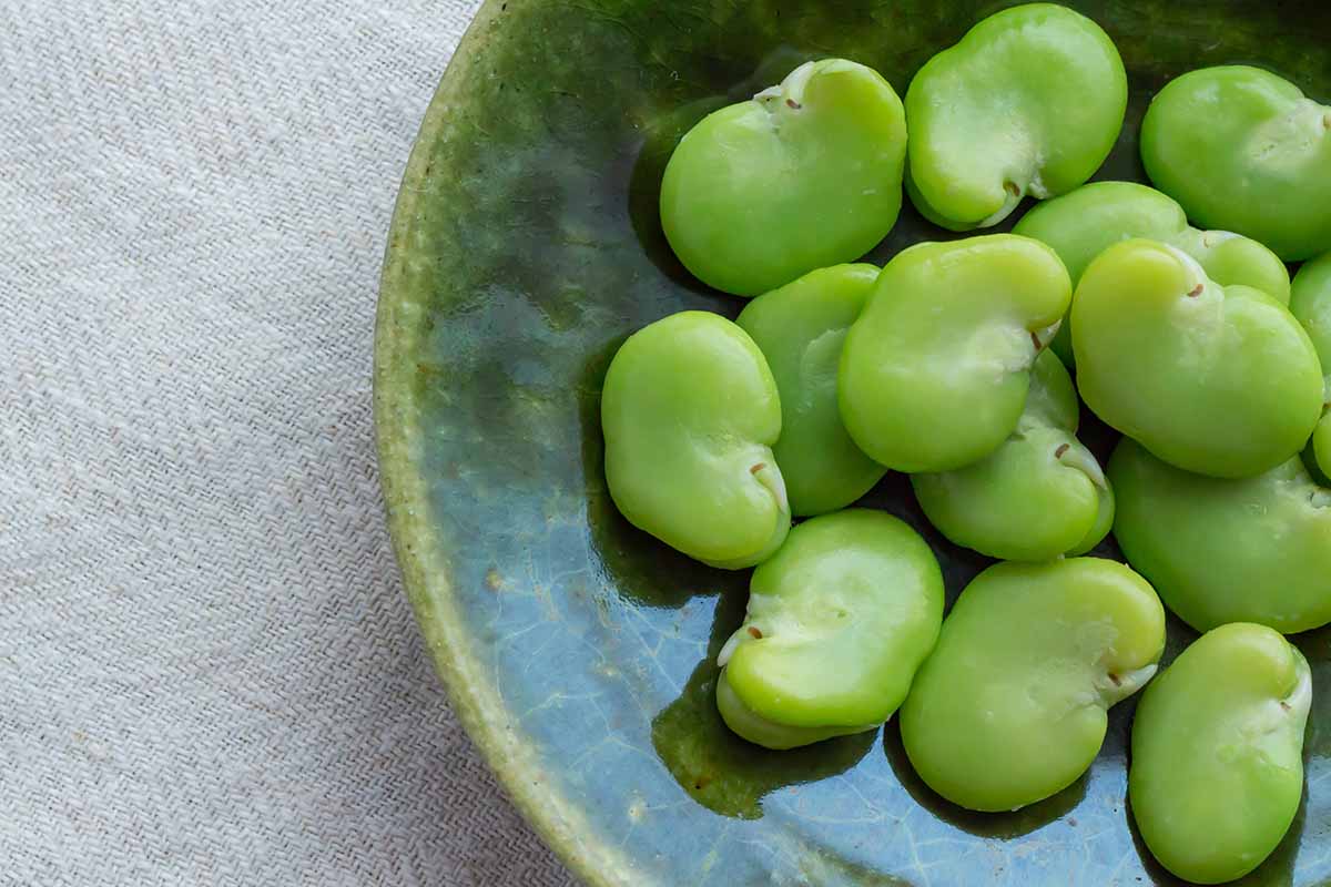 A close up horizontal image of fresh broad beans on a ceramic plate.