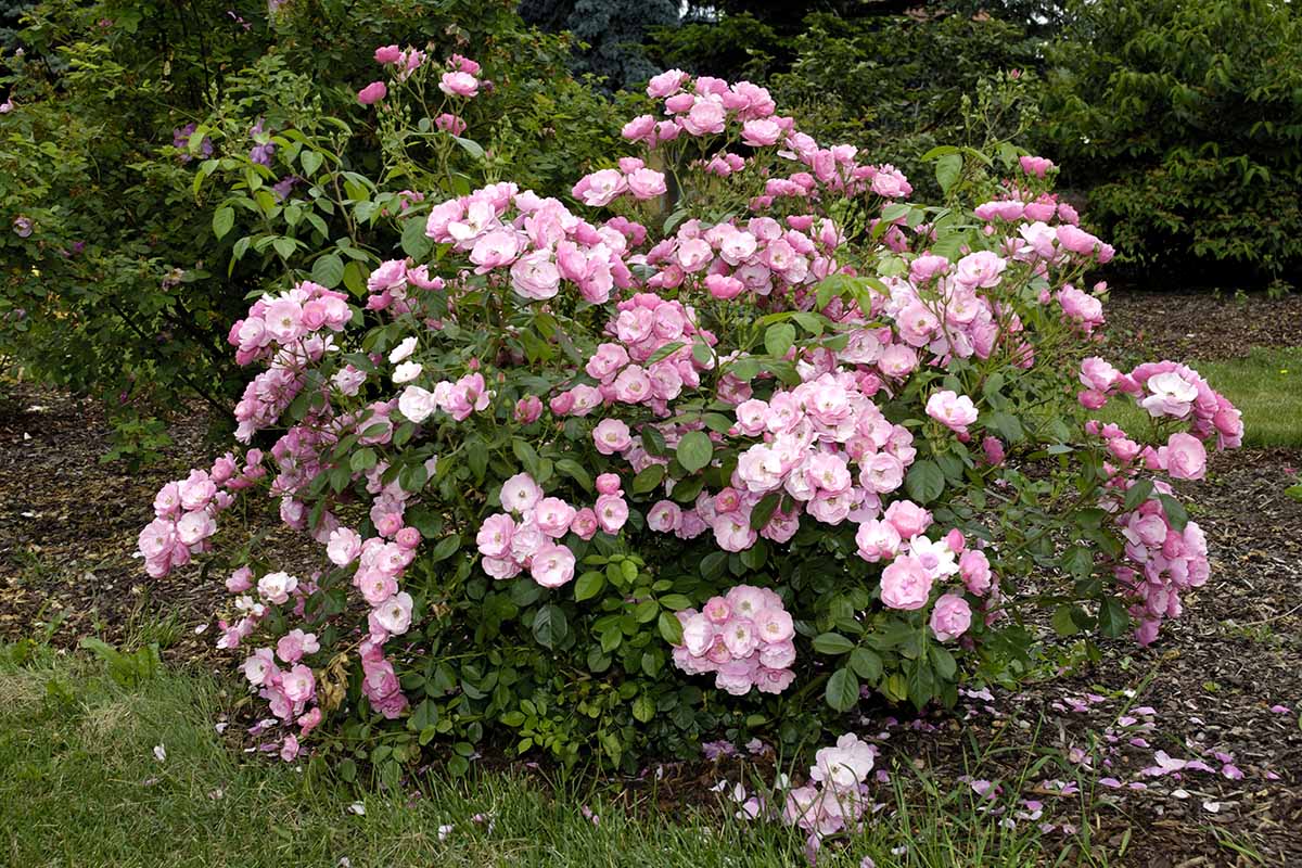 A horizontal image of light pink shrub roses growing in the backyard.