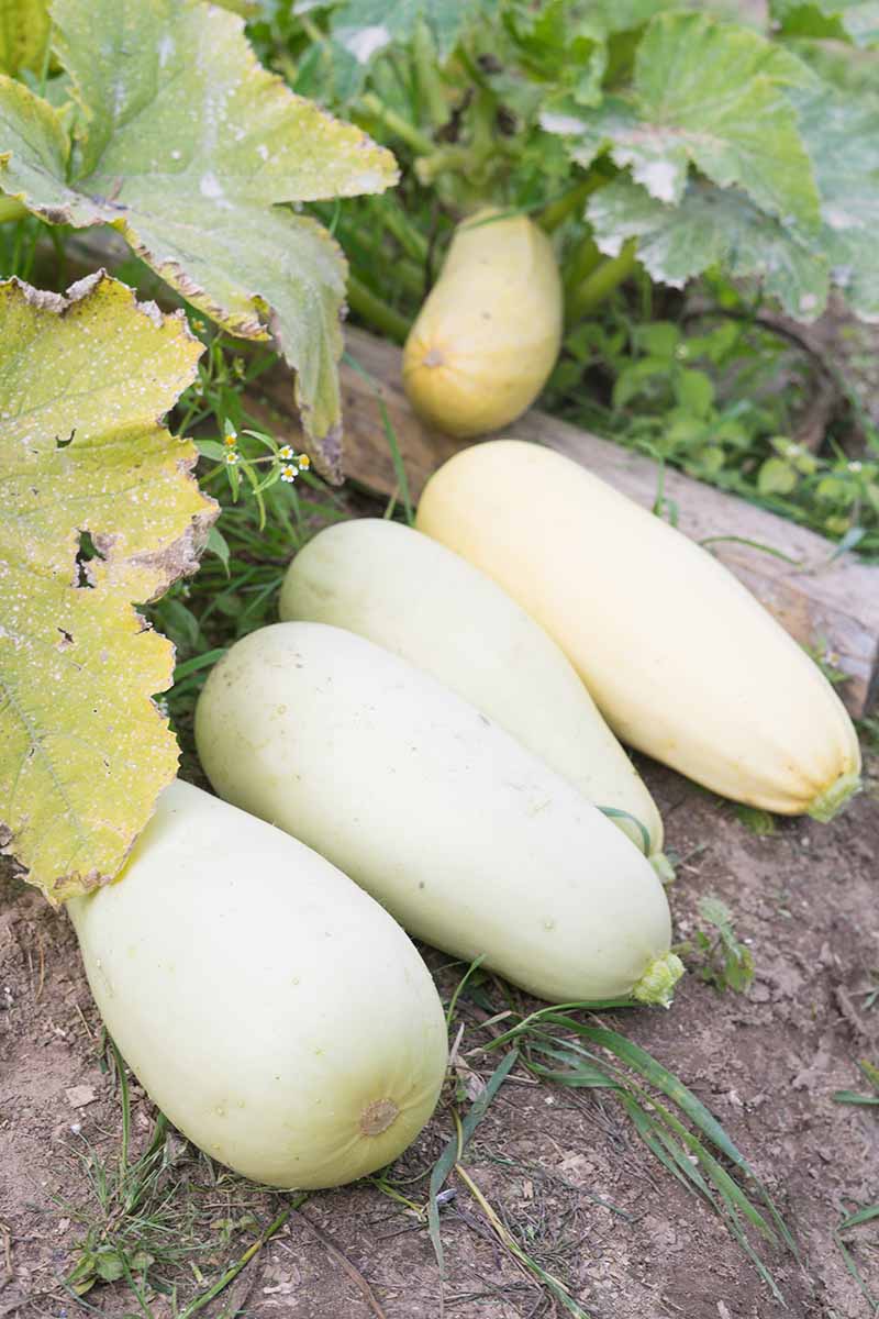 A close up vertical image of spaghetti squash plants and fruit growing in the garden.