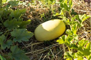 A close up horizontal image of a spaghetti squash ripening on the vine pictured in light filtered sunshine.