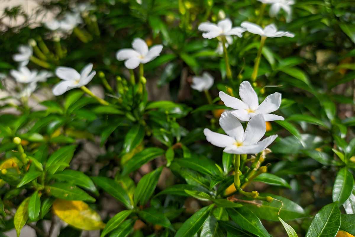 A close up horizontal image of white Spanish jasmine flowers growing in the garden.