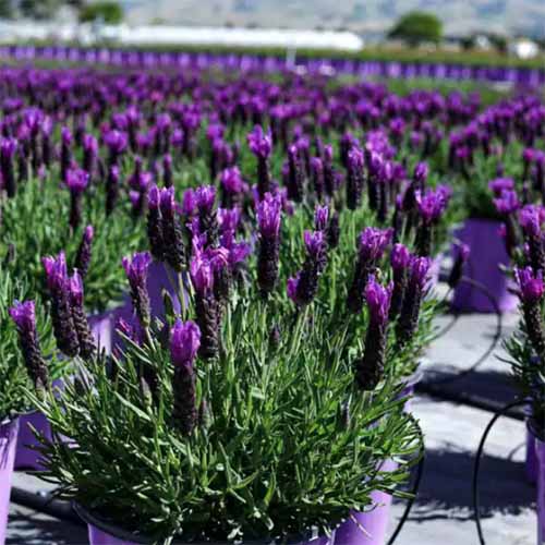A square image of pots of Spanish lavender at a plant nursery.