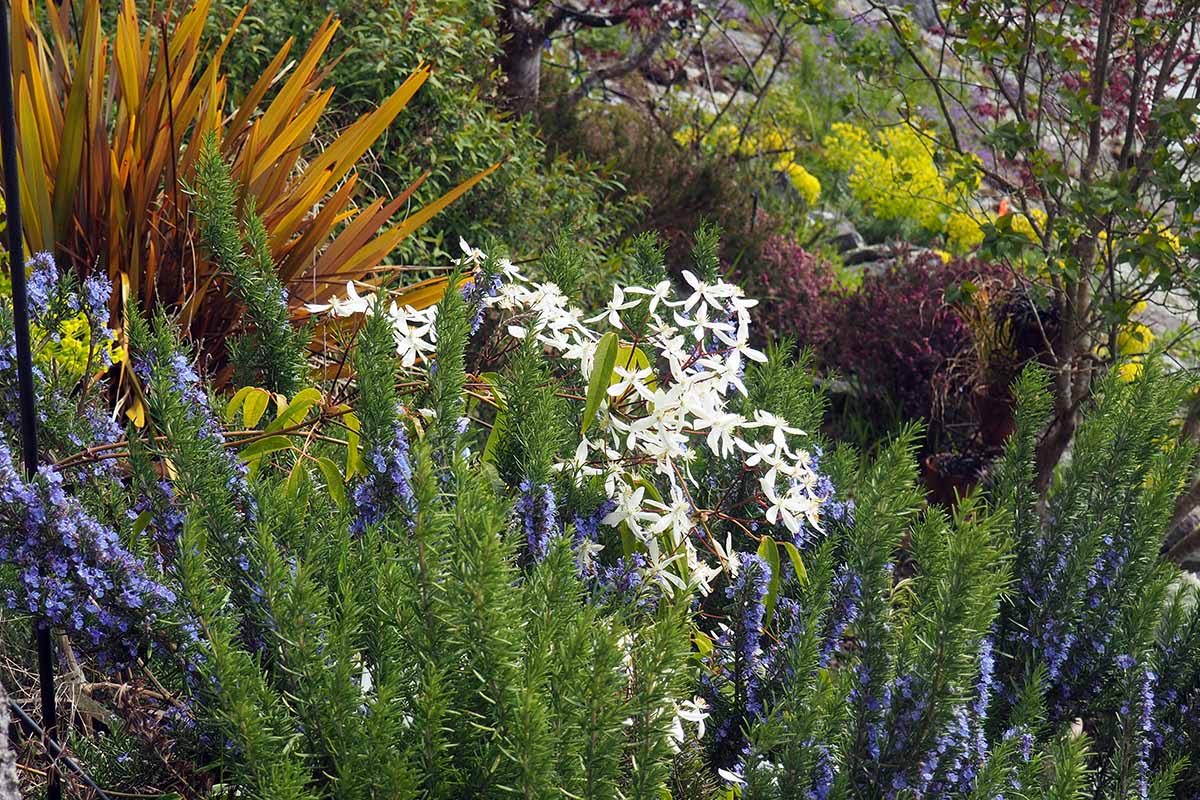 A horizontal image of a cliff planting with a variety of different herbs and flowers including white clematis.