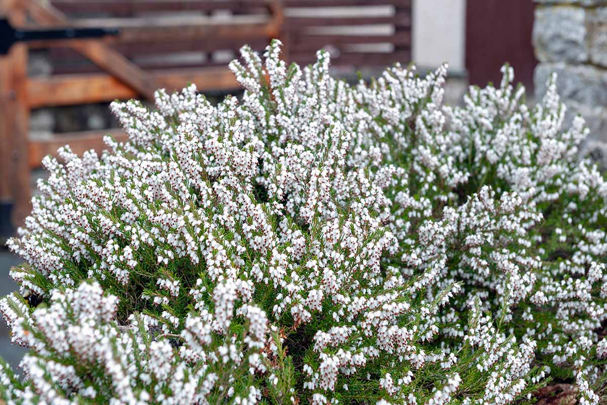 A close up horizontal image of the pretty white and red flowers of 'Springwood White' heather growing outside a residence.