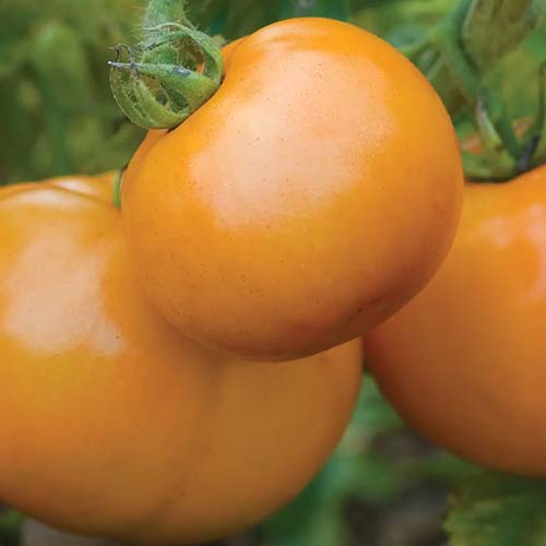 A close up square image of 'Sweet Tangerine' tomatoes growing in the garden pictured on a soft focus background.