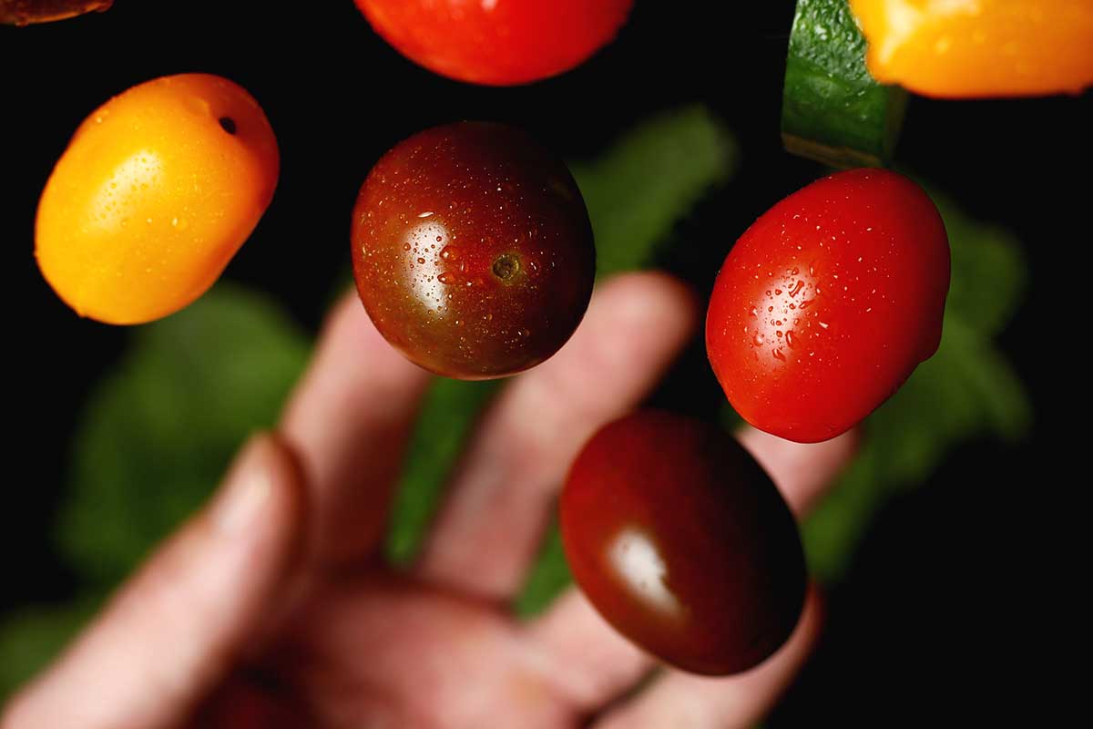 A close up horizontal image of a hand from the bottom of the frame tossing small ripe tomatoes into the air.