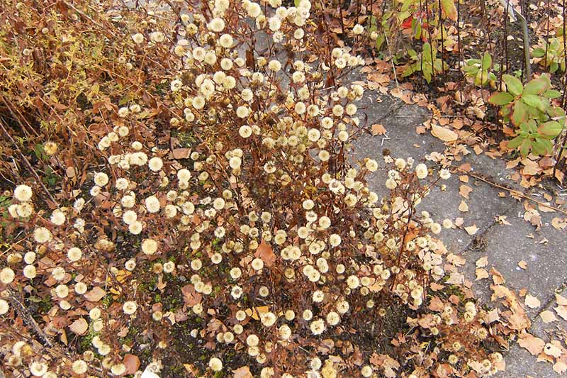 A close up horizontal image of the faded blooms of Symphyotrichum dumosum flowers next to a concrete pathway.
