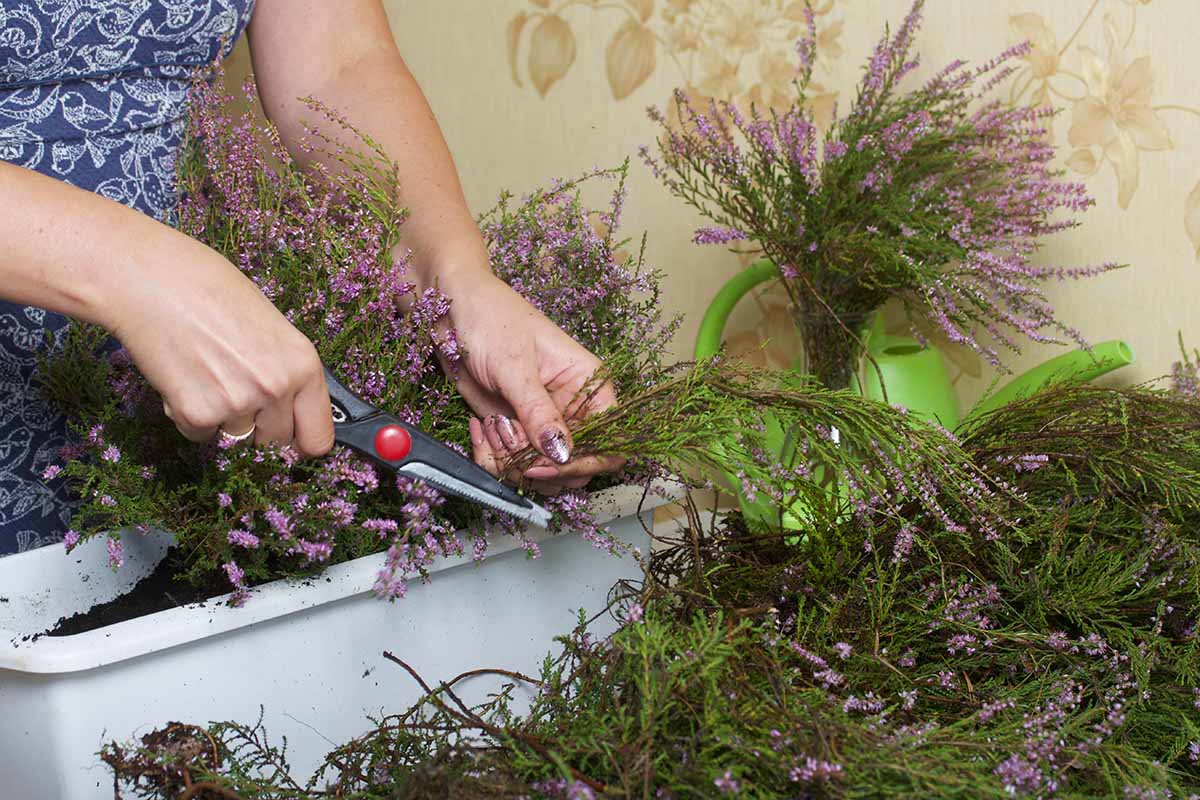 A close up horizontal image of a gardener trimming the stems of heather plants growing in containers.
