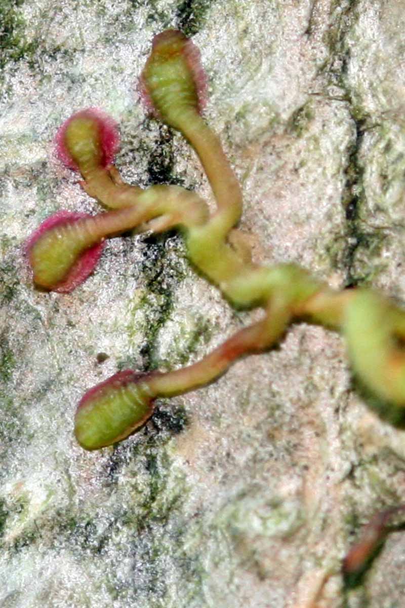 A close up vertical image of the tendril of Virginia creeper gripping the side of a stone building.