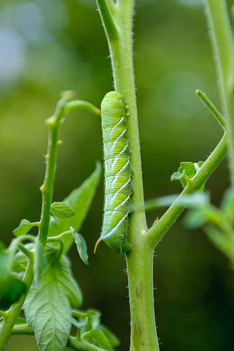 A close up vertical image of a tobacco hornworm moving along the stem of a plant pictured on a soft focus background.