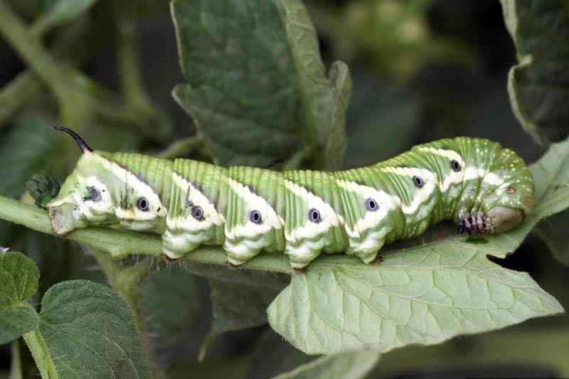 A close up horizontal image of a tomato hornworm (Manduca quinquemaculata) on the leaf of a plant pictured on a soft focus background.