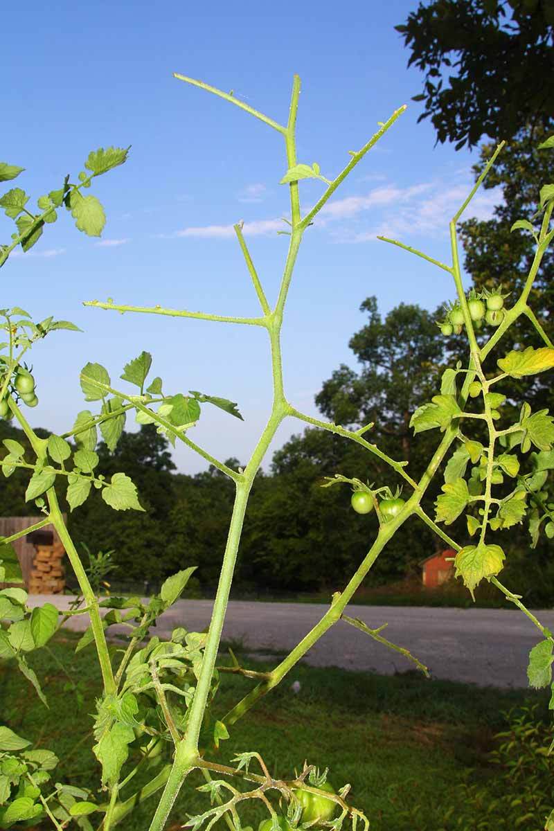A close up vertical image of a tomato plant that has been completely defoliated by pests pictured on a blue sky background.