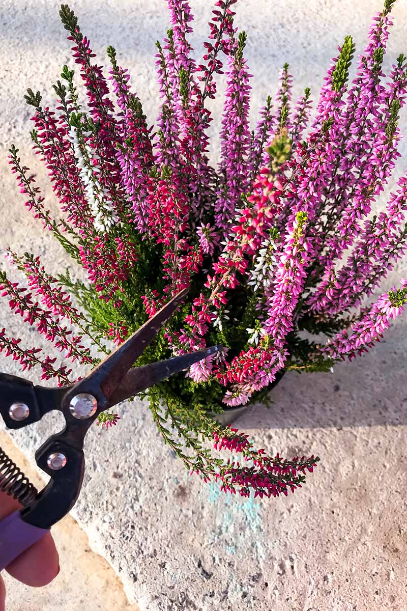 A close up vertical image of a hand from the left of the frame using pruners to trim stems off a small heather plant set on a concrete surface.