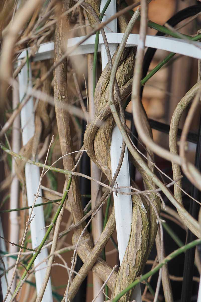 A close up vertical image of the twining stems of jasmine vines growing on a white trellis.