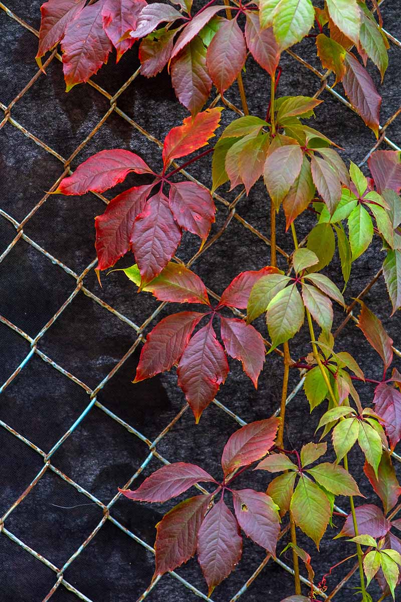 A close up vertical image of Virginia creeper growing up a chain link fence.