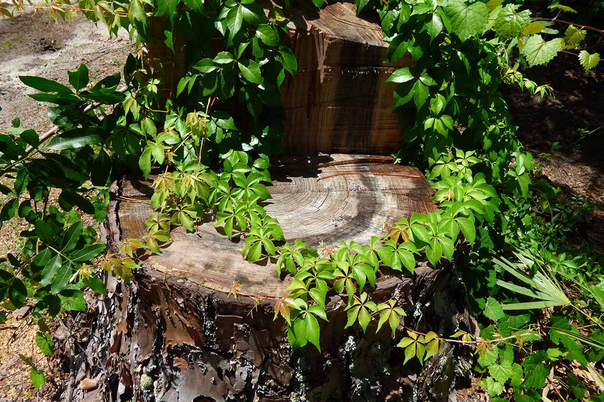 A close up horizontal image of Virginia creeper growing over a tree stump.