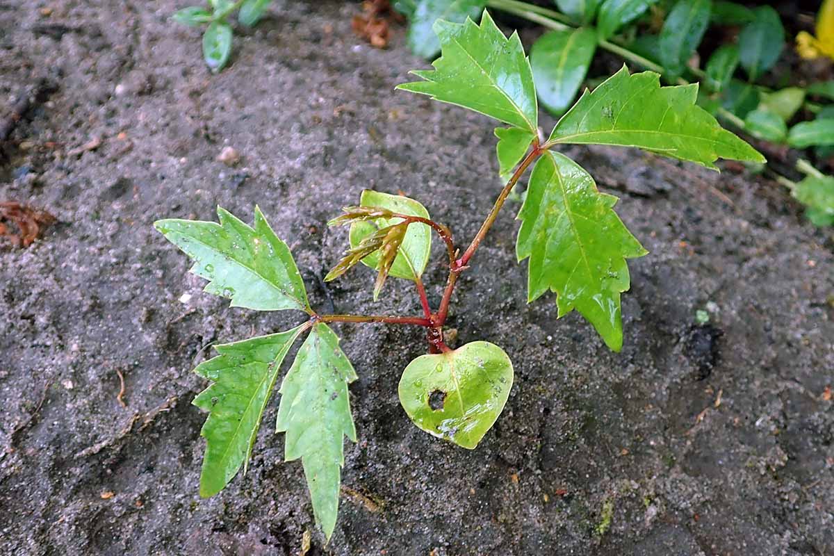 A close up horizontal image of a Virginia creeper seedling growing in dark rich soil.