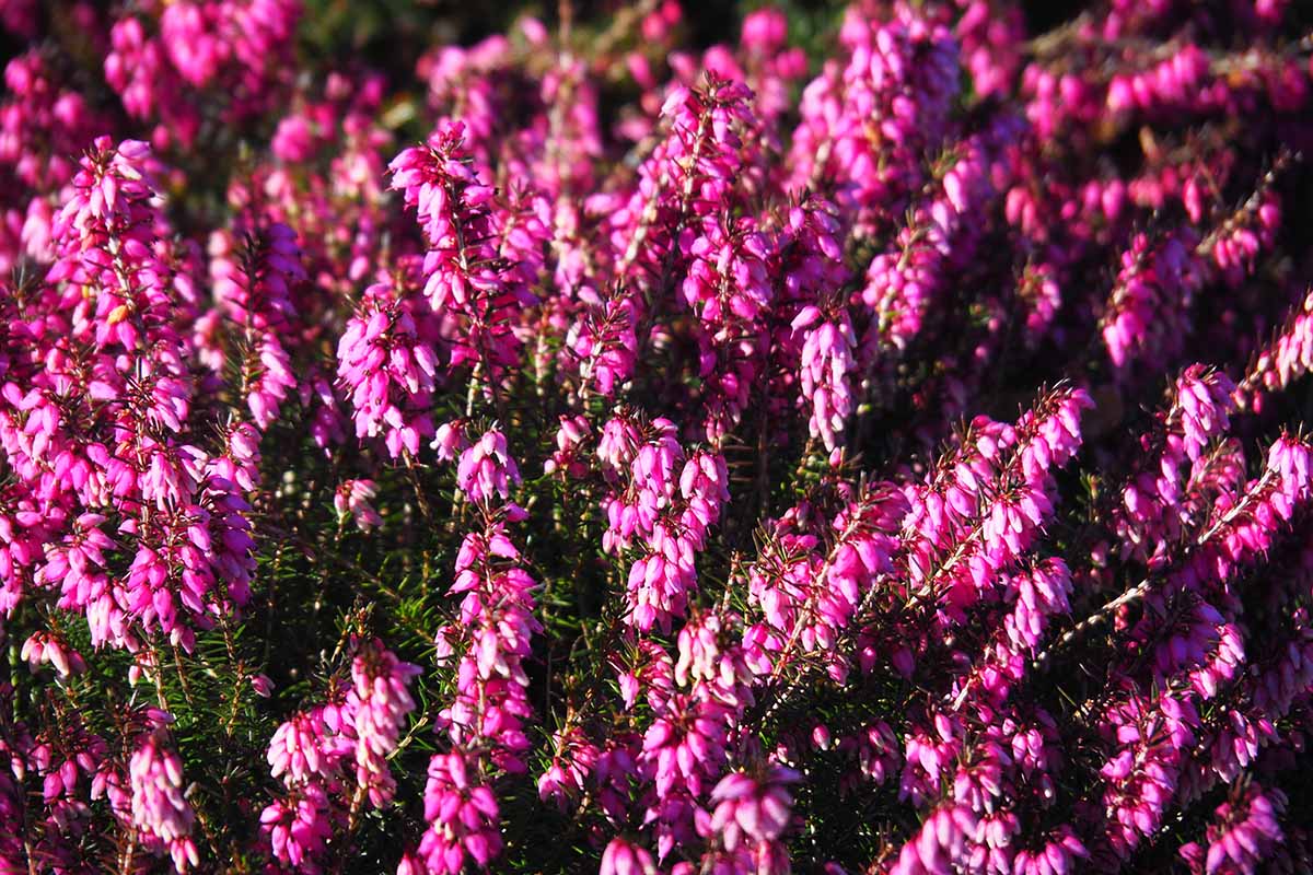A close up horizontal image of the bright pink flowers of 'Vivelli' heather pictured in bright sunshine.