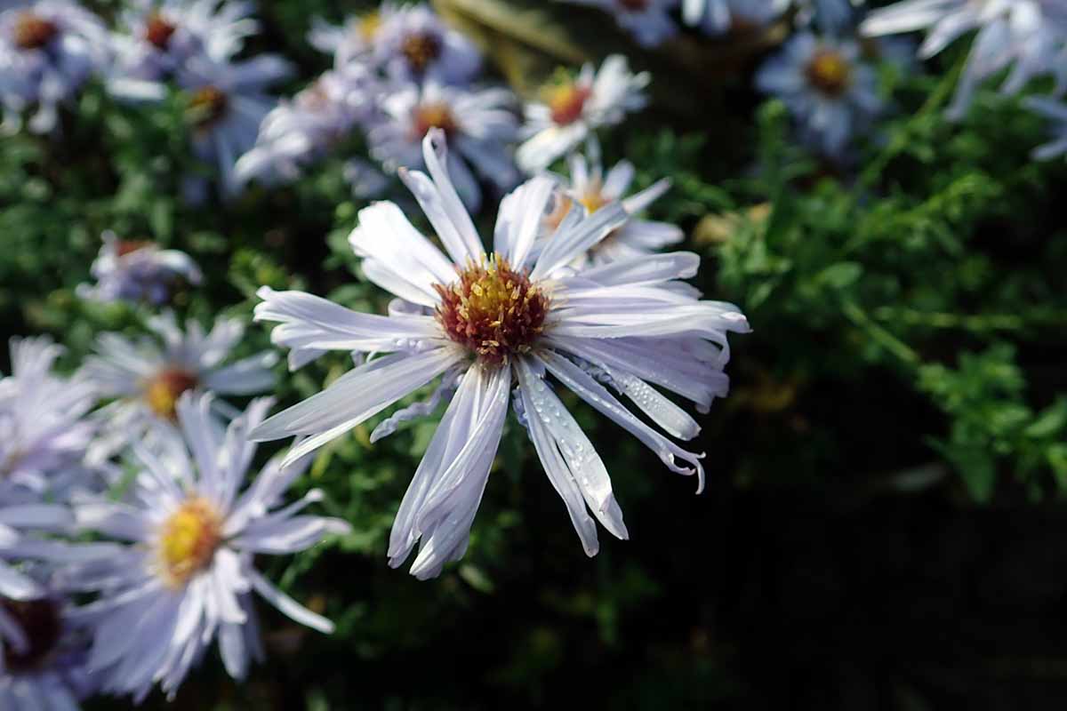 A close up horizontal image of a pinkish-white Symphyotrichum dumosum flower growing in the garden pictured on a soft focus background.