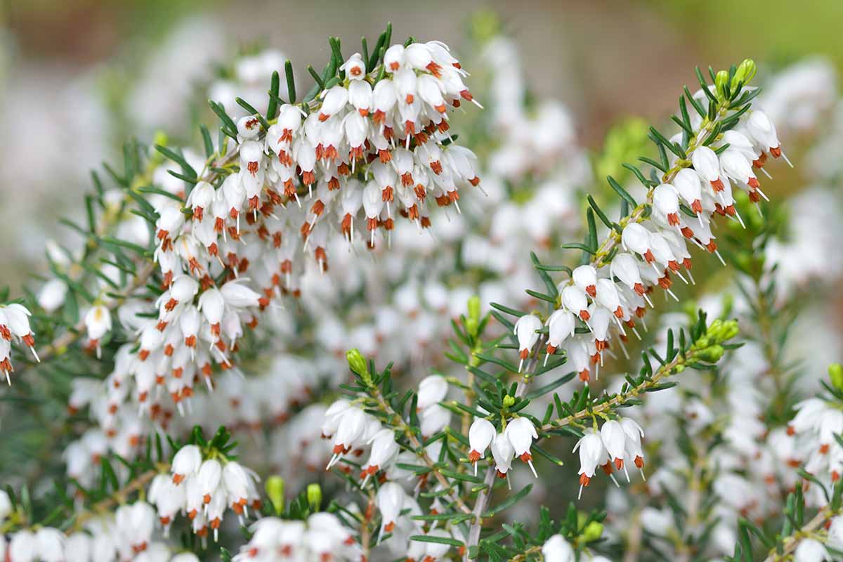 A close up horizontal image of the delicate white and orange flowers of common heather pictured on a soft focus background.