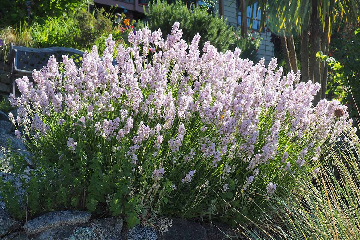 A close up horizontal image of a clump of white lavender growing in the garden outside a residence.