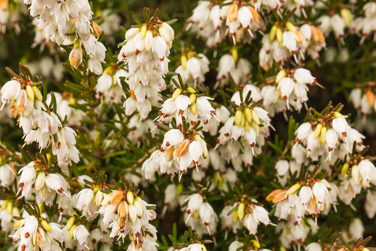 A close up horizontal image of the flowers of winter blooming heather pictured on a soft focus background.