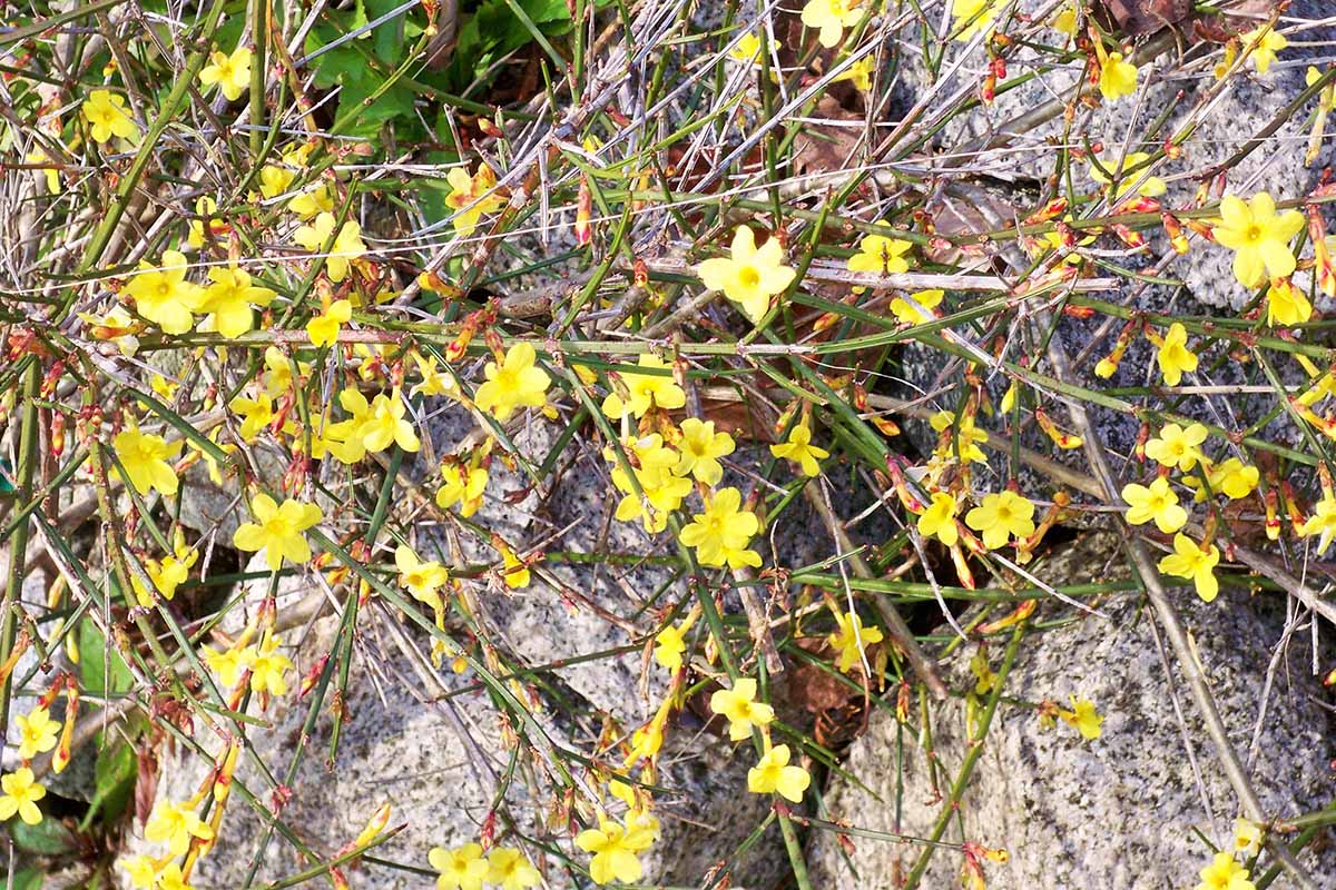 A close up horizontal image of yellow-flowered winter jasmine growing in a rocky garden.