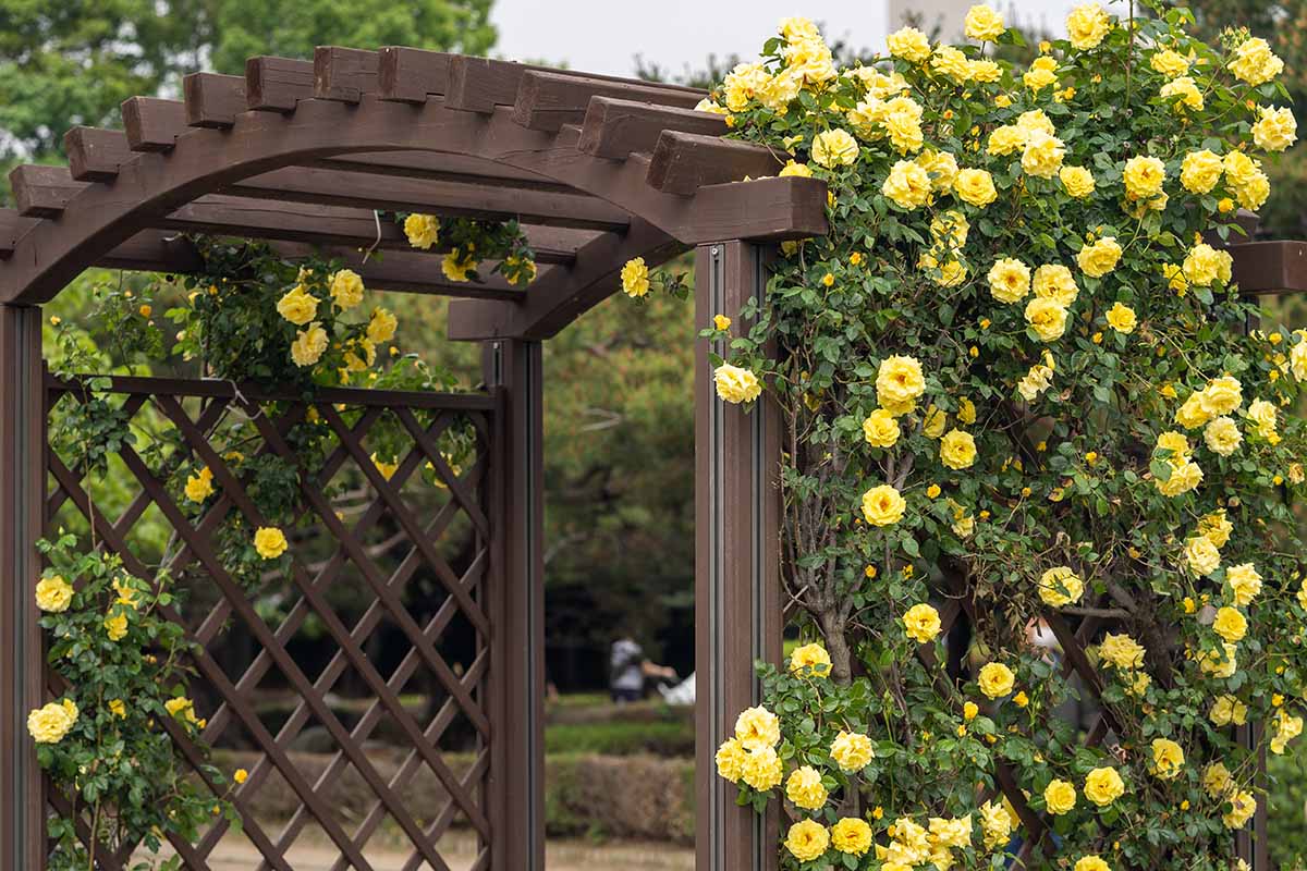 A close up horizontal image of yellow roses growing on a wooden arbor.