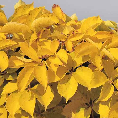 A close up square image of the bright yellow foliage of Parthenocissus quinquefolia 'Yellow Wall' growing in the garden.