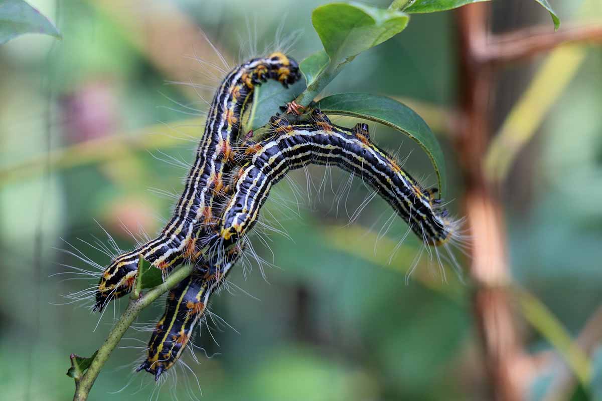 A close up horizontal image of yellownecked caterpillars feeding on a blueberry bush pictured on a soft focus background.
