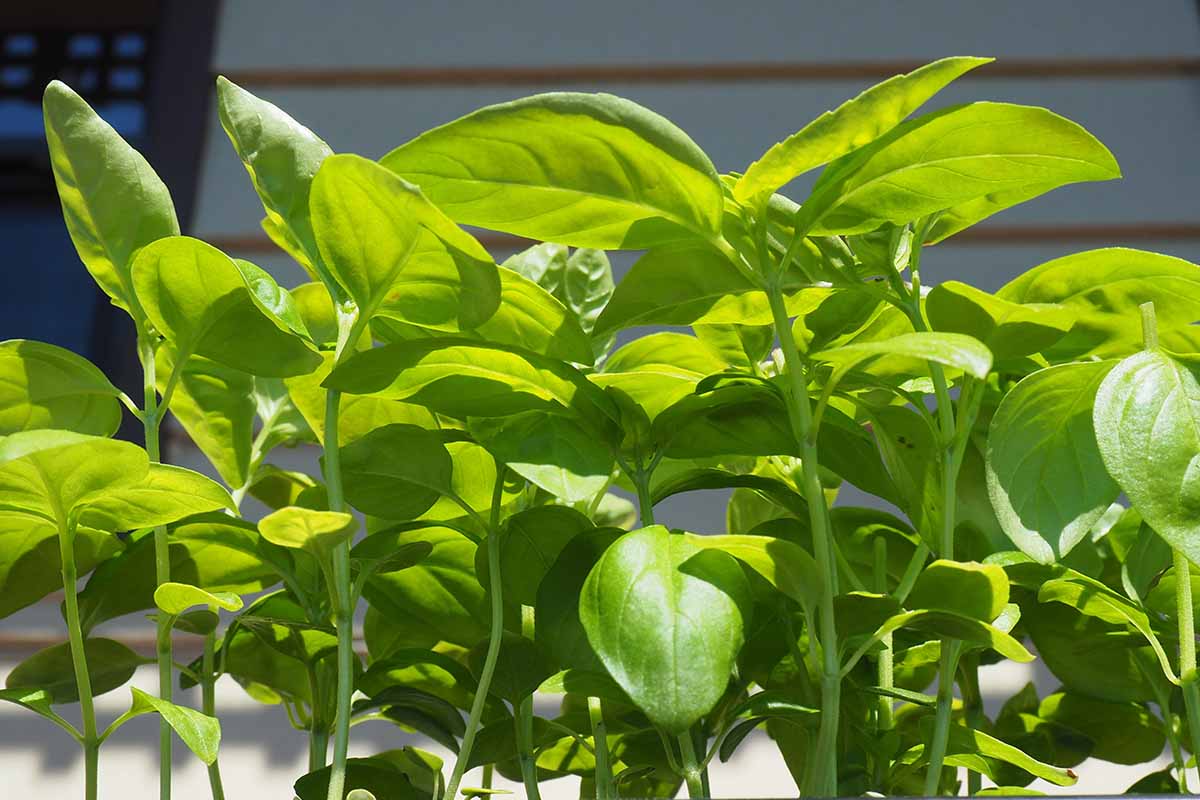 A close up horizontal image of young basil plants growing in bright sunshine with a residence in the background.