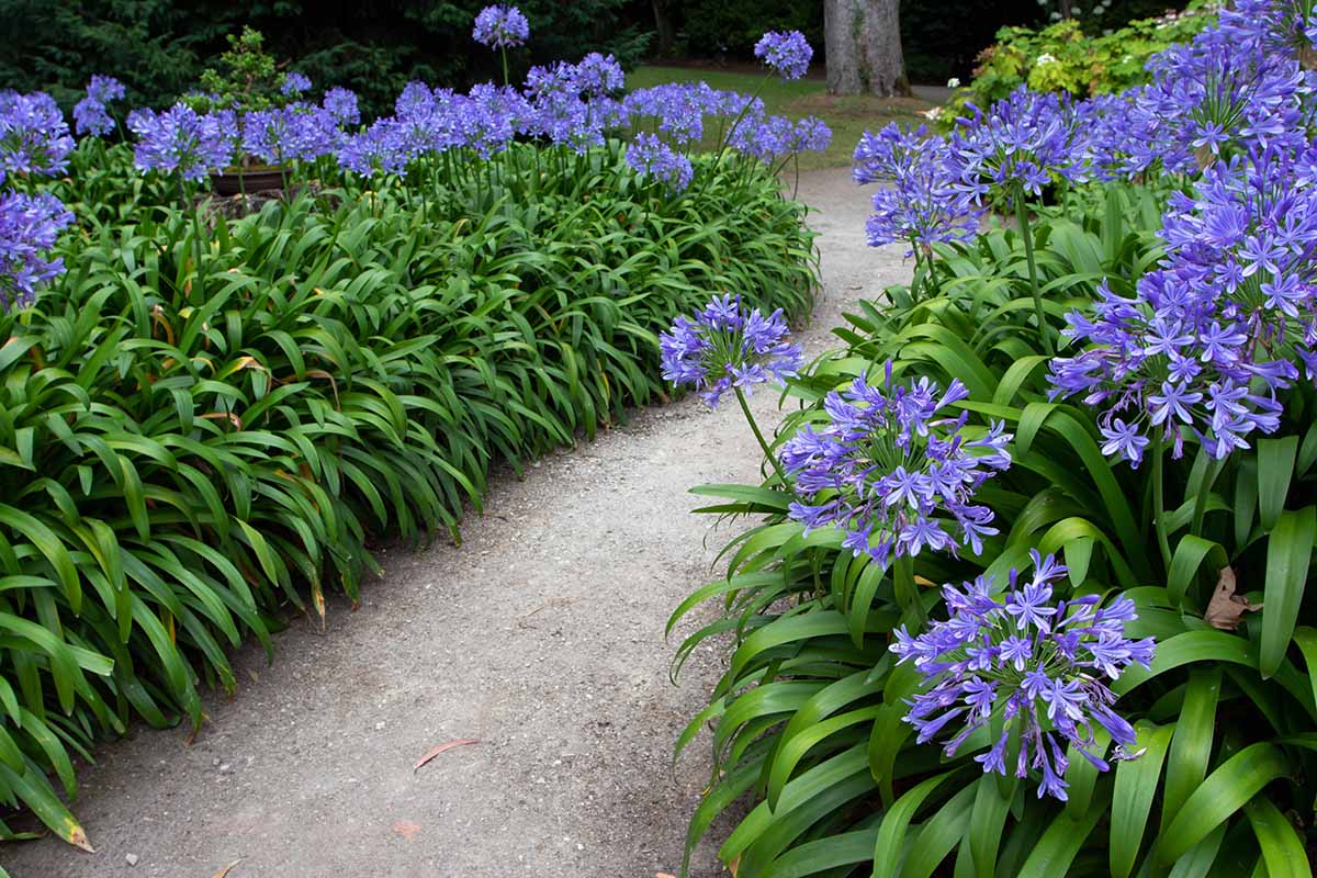 A horizontal picture of a pathway flanked with flowering agapanthus.
