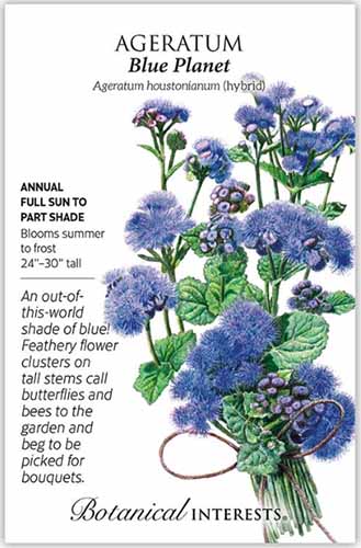 A close up vertical image of a seed packet of Ageratum 'Blue Planet' with text to the left of the frame and a hand-drawn illustration to the right.