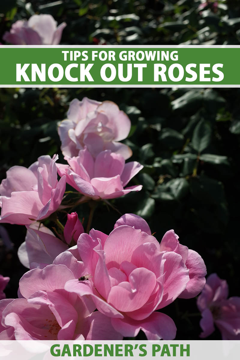 A close up vertical image of pink Knock Out roses growing in the garden with foliage in soft focus in the background. To the top and bottom of the frame is green and white printed text.