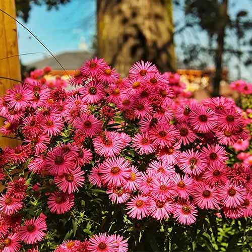 A square picture of bright red 'Alma Potschke' New England asters in full bloom.