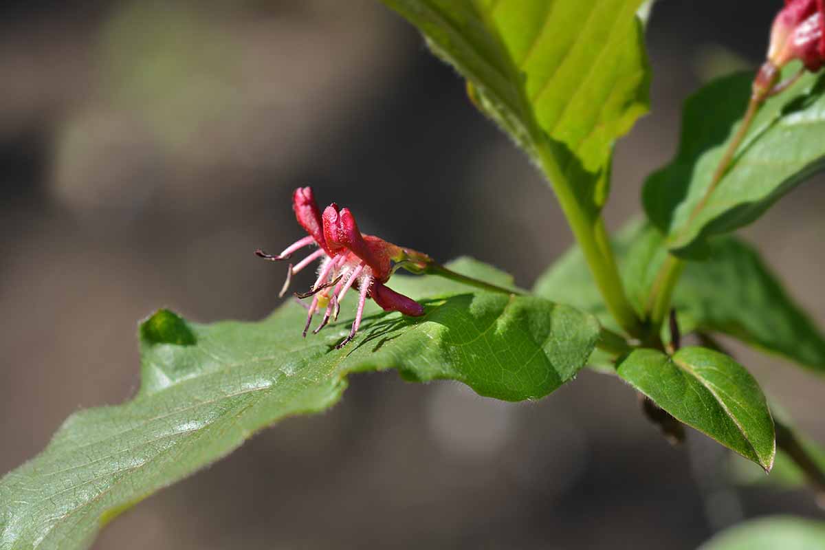 A close up horizontal image of the bright red flowers and green foliage of Lonicera alpigena pictured on a soft focus background.