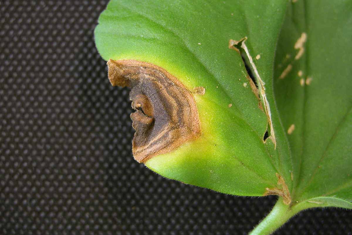 A close up horizontal image of a leaf showing symptoms of alternaria leaf spot.